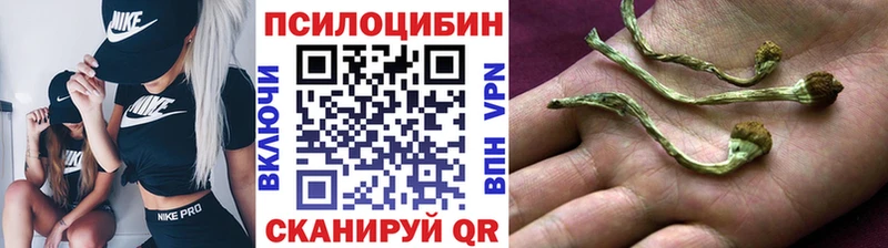 купить наркотик  Каргополь  Псилоцибиновые грибы GOLDEN TEACHER 